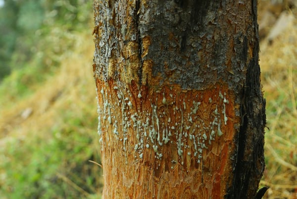 Boswellia oleo gum resin tree_crop