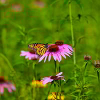 echinacea-4-phases