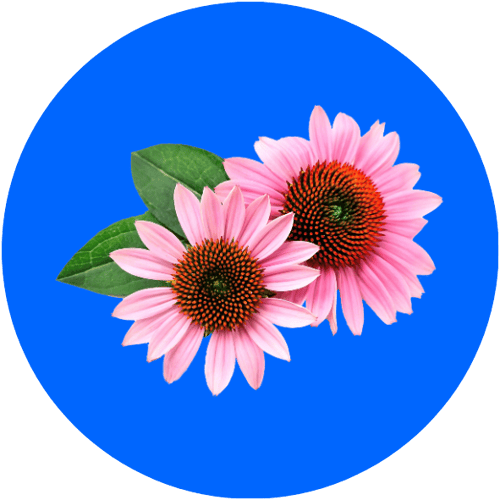 echinacea-ingredient-circle