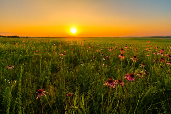 echinacea-origin-story-slider-1