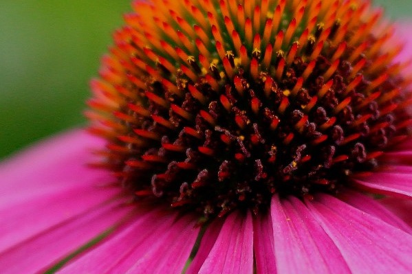 echinacea-origin-story-slider-2