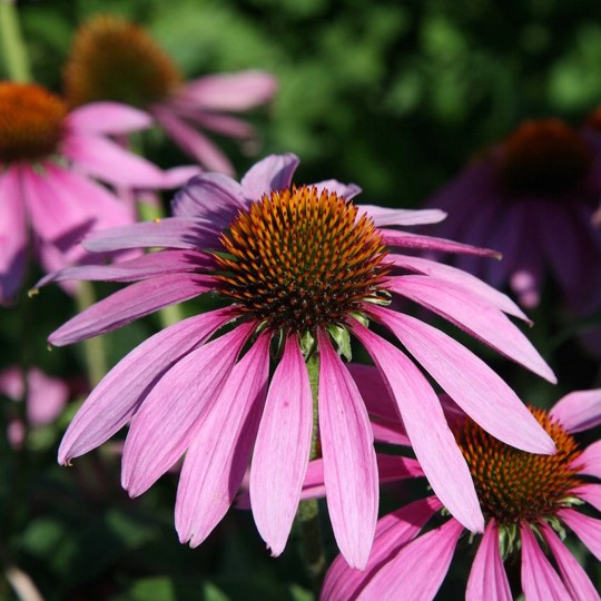 echinacea-quote