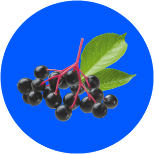 elderberry-ingredient-circle