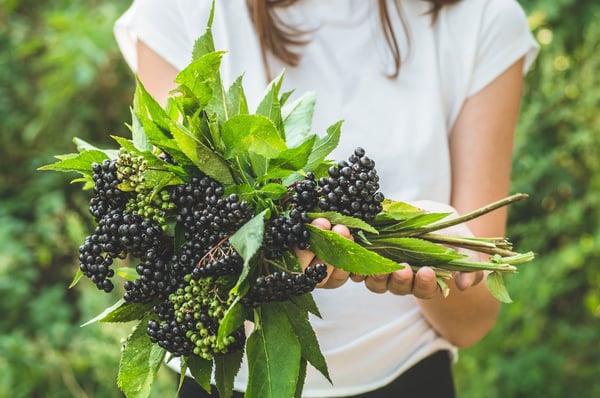 elderberry-origin-story-1