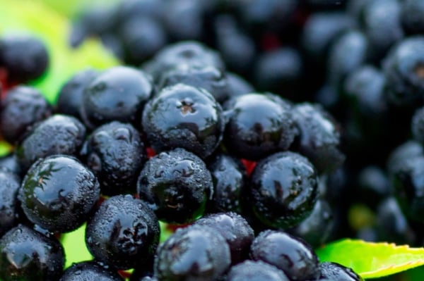 elderberry-origin-story-2-1