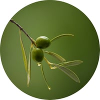 10-olives-hytolive