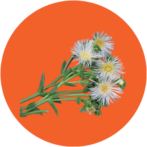 Zembrin ingredient circle