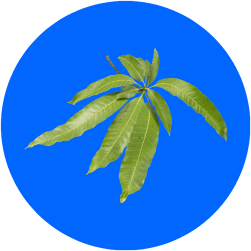zynamite-ingredient-circle
