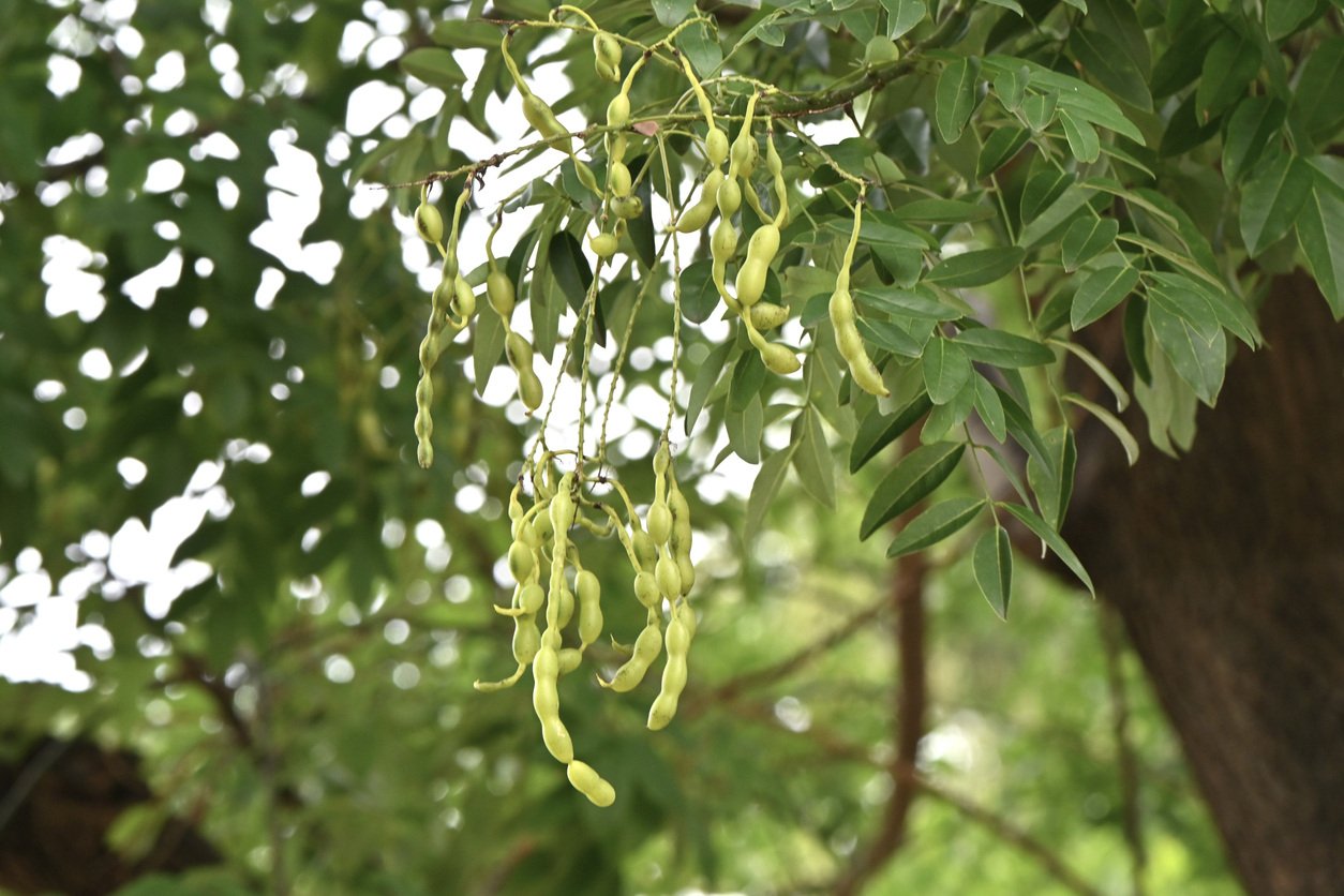 Sophora-japonica-pagoda-tree-quercetin-ingredient-zynamite-px-plt-health-solutions