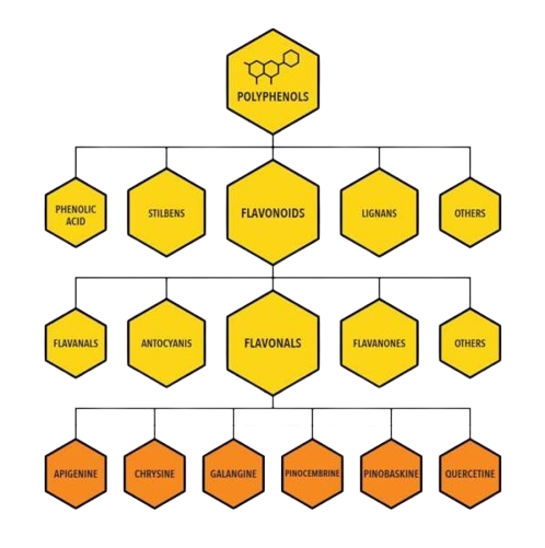 Promunel-ingredient-Hexagon-transparent-bg