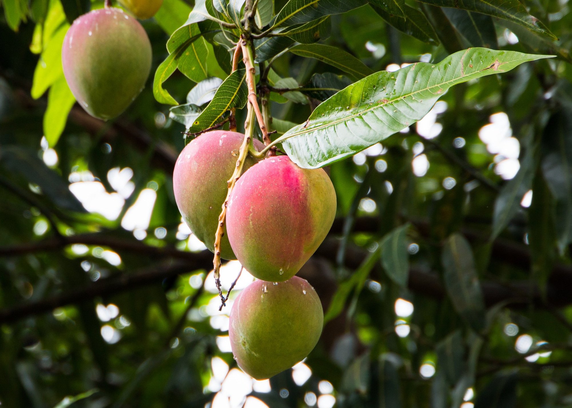 Mangifera-Indica-ingredient-plt-health-solutions