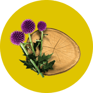 strengthera-ingredient-yellow-bg-1
