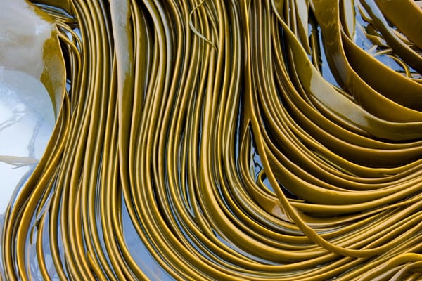 xanthigen-brown-seaweed