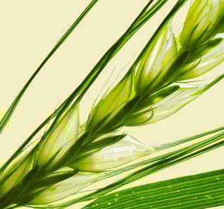 phytoceramides-ingredient-ceratiq