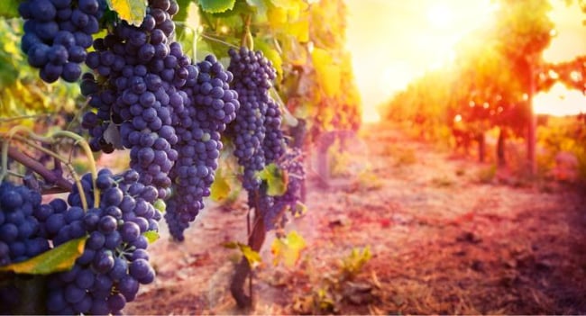 plt-to-market-california-natural-colors-meganatural-portfolio