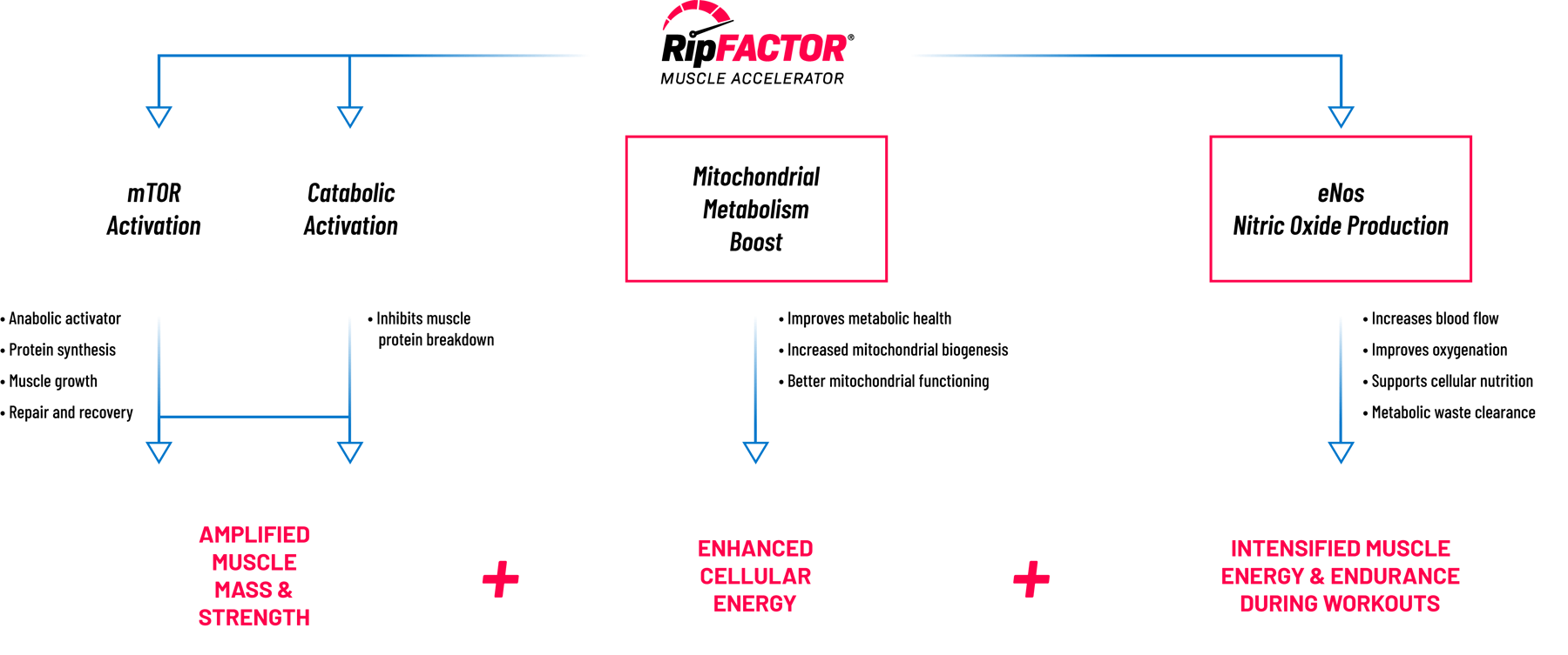 RipFACTOR_mTOR_Chart_Aug2021_RipFACTOR_mTOR_Chart_Aug2021_desktop_RipFACTOR_mTOR_Chart_Aug2021_desktop